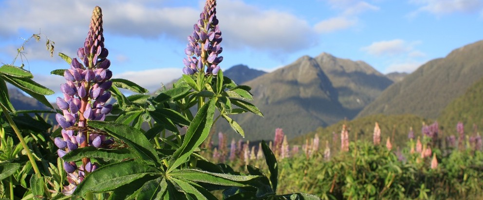 Marketing Consultants offer a fresh perspective - image of a New Zealand landscape that blurs the stunning backdrop in favour of focusing on the beautiful flora.